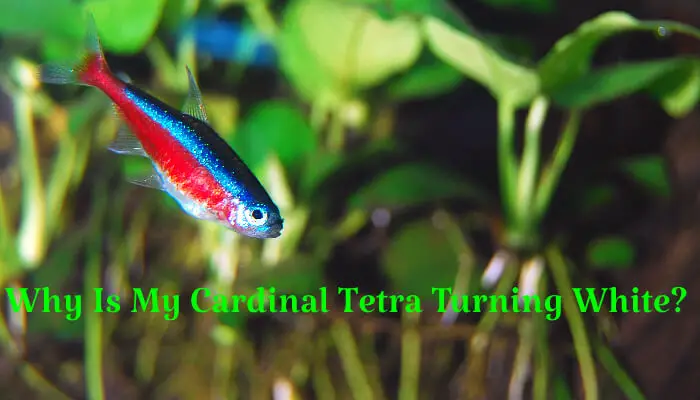 Why Is My Cardinal Tetra Turning White?