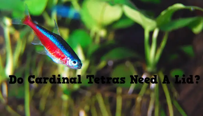 Do Cardinal Tetras Need A Lid?