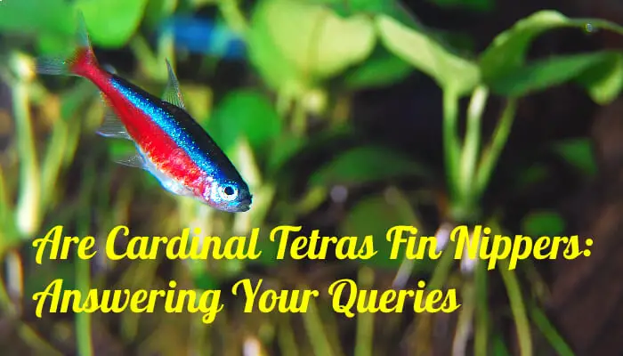 Are Cardinal Tetras Fin Nippers: Answering Your Queries