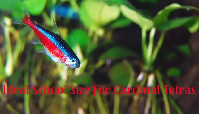 Ideal School Size For Cardinal Tetras