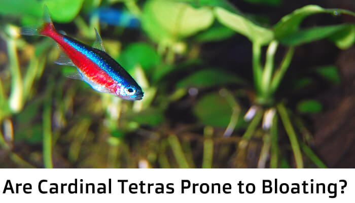 Are Cardinal Tetras Prone To Bloating?