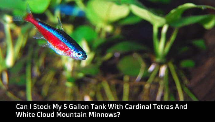 Can I Stock My 5 Gallon Tank With Cardinal Tetras And White Cloud Mountain Minnows?