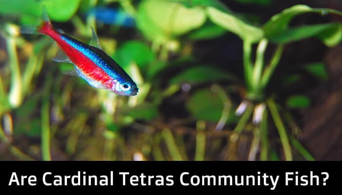 Are Cardinal Tetras Community Fish?