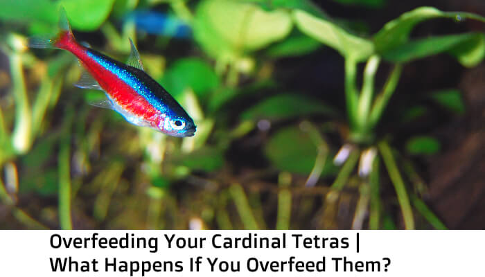 Overfeeding Your Cardinal Tetras | What Happens If You Overfeed Them?