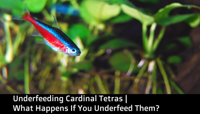 Underfeeding Cardinal Tetras | What Happens If You Underfeed Them?