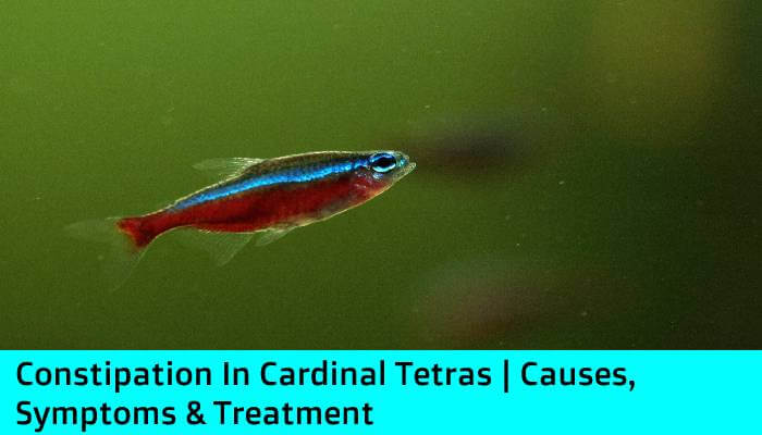 Constipation In Cardinal Tetras |Causes, Symptoms & Treatment