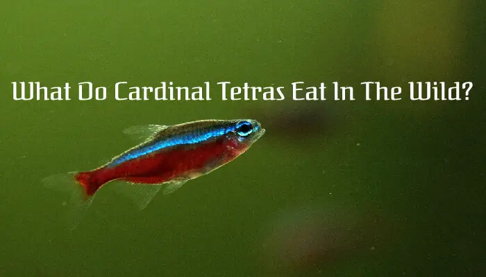What Do Cardinal Tetras Eat In The Wild?