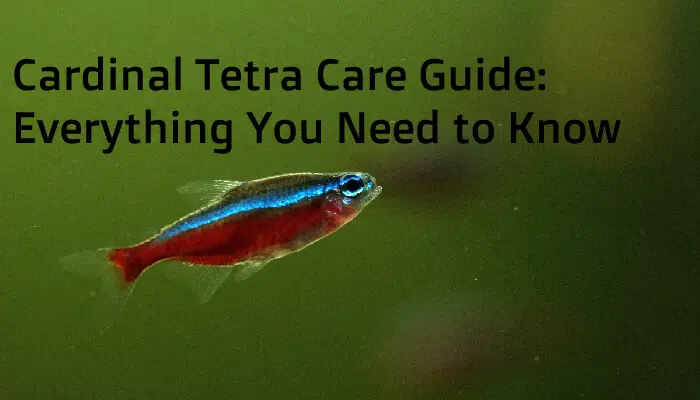 Cardinal Tetra Care Guide: Everything You Need to Know
