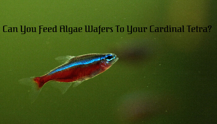 Can You Feed Algae Wafers To Your Cardinal Tetra?