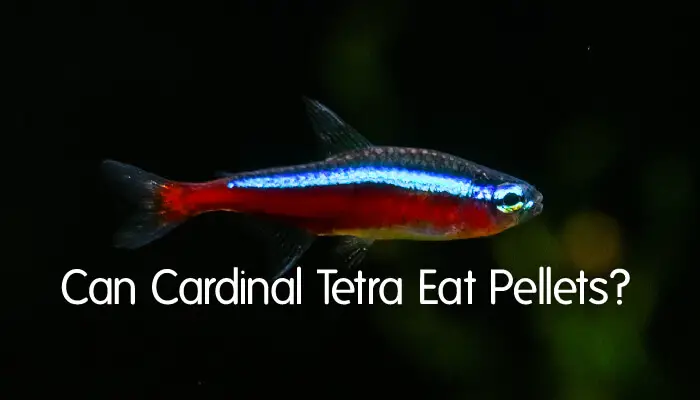Can Cardinal Tetra Eat Pellets?