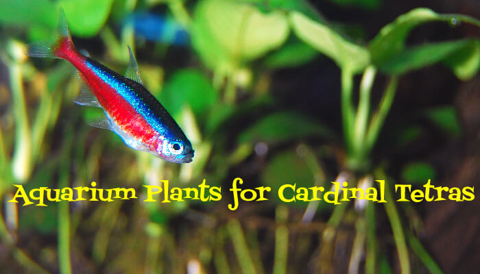 Aquarium Plants for Cardinal Tetras