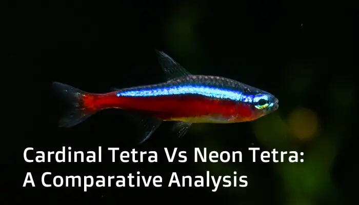 Cardinal Tetra And Neon Tetra: A Comparative Analysis