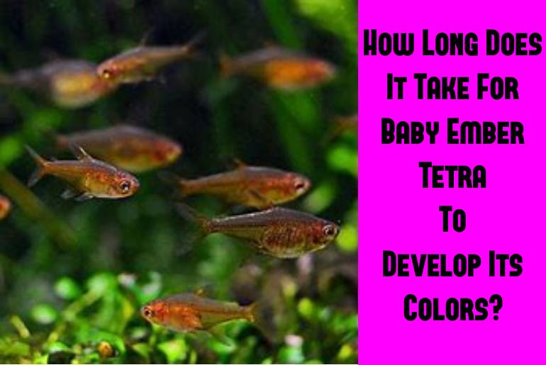 How Long Does It Take For Baby Ember Tetra To Develop Its Color?