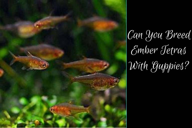 Can You Breed Ember Tetras With Guppies?