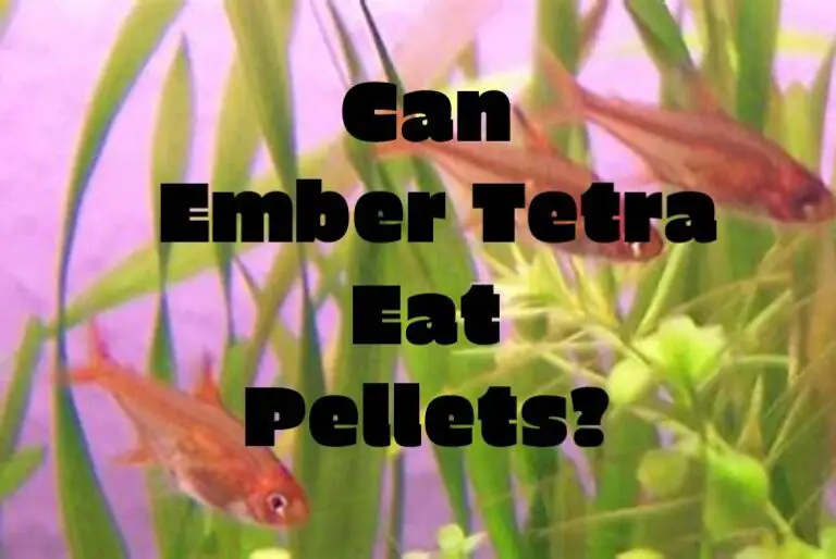 Can Ember Tetra Eat Pellets? Tetra Fish Care