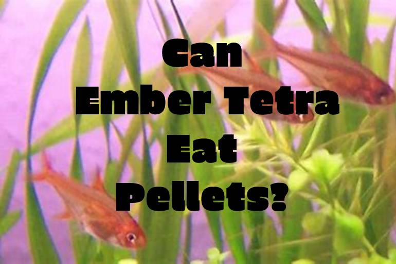 ember tetra eat pellets