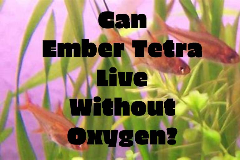 ember tetra live without oxygen