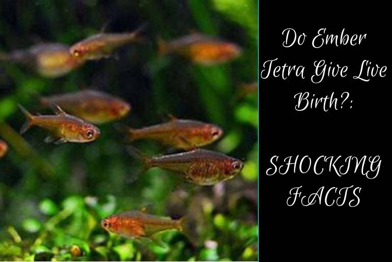 ember tetra give live birth
