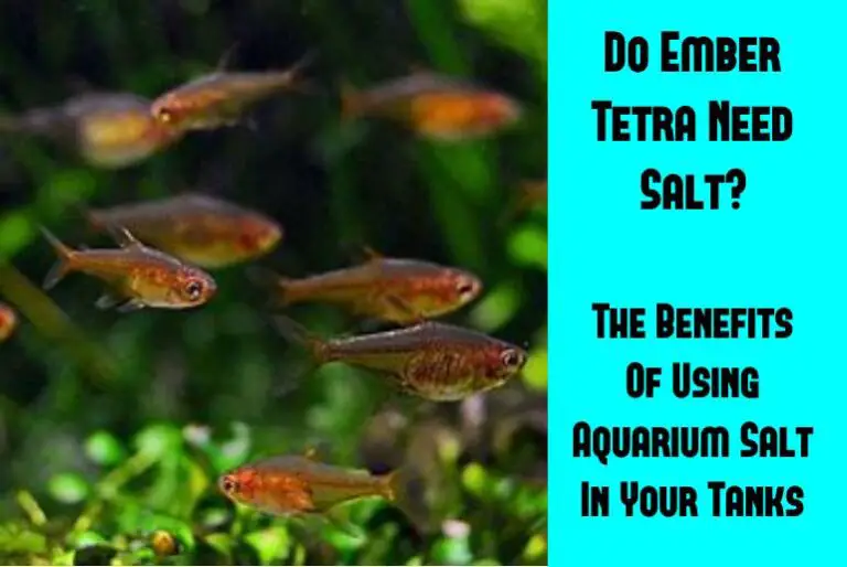 do-ember-tetra-need-salt-the-benefits-of-using-aquarium-salt
