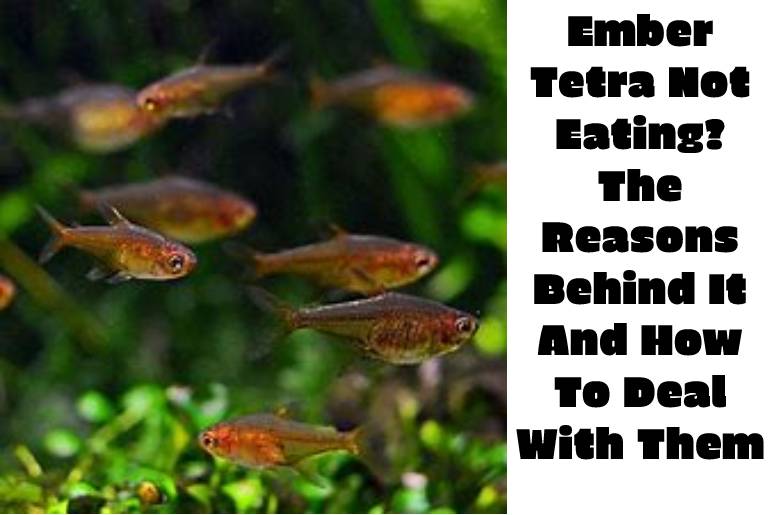 Ember Tetra Not Eating? The Reasons Behind It And How To Deal With Them