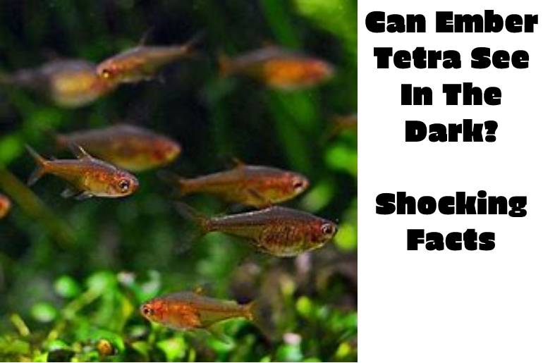 ember tetra see in the dark