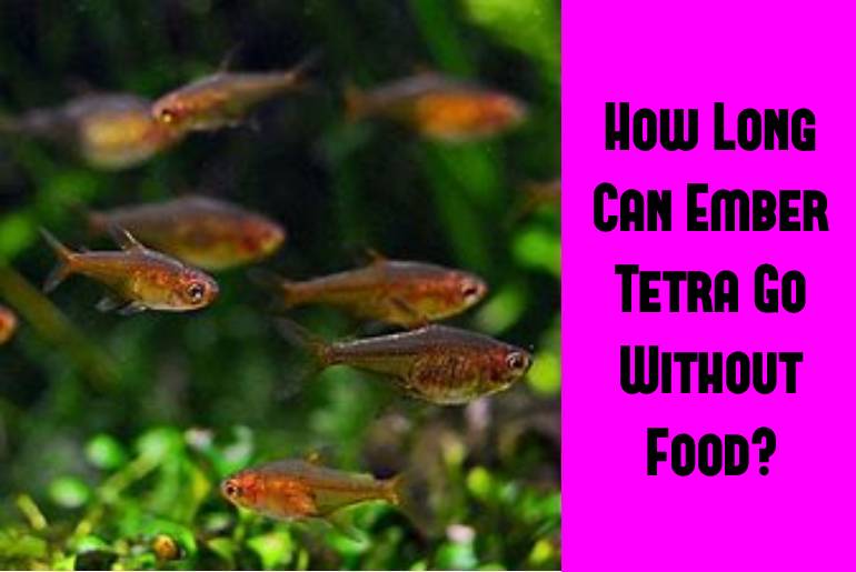 ember tetra go without food