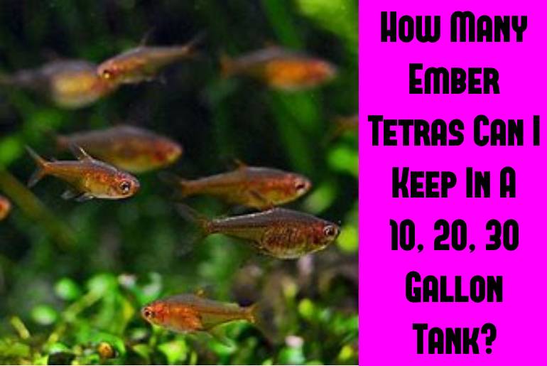 how many ember tetras in tank