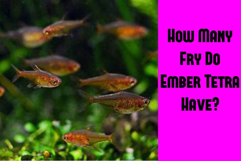 How Many Fry Do Ember Tetra Have Tetra Fish Care