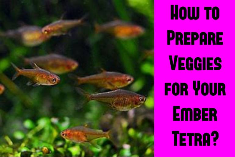 prepare veggies for your ember tetra