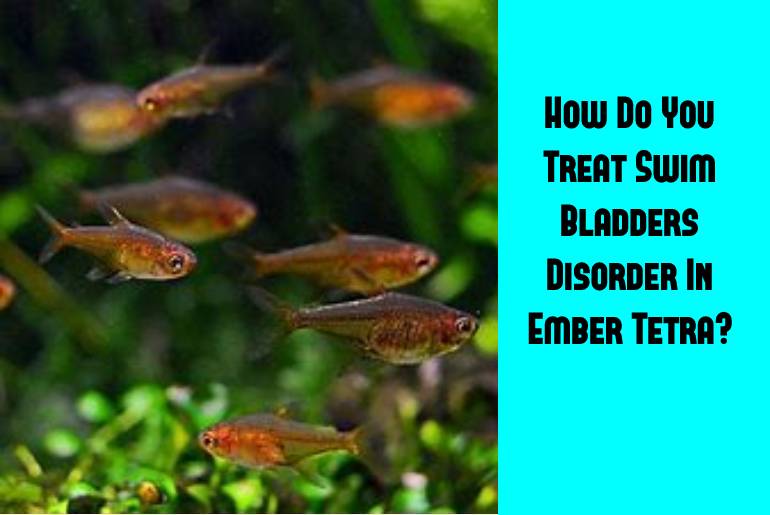 swim bladders disease in ember tetra