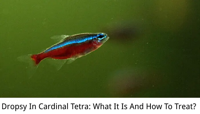 Dropsy In Cardinal Tetra: What It Is And How To Treat?