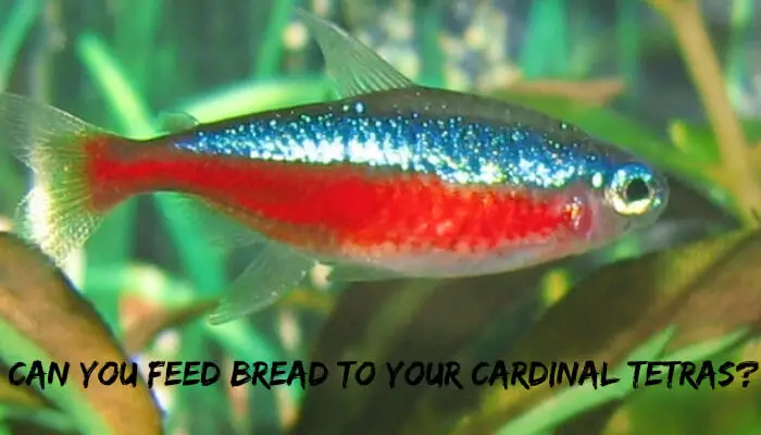 Can You Feed Bread To Your Cardinal Tetras?