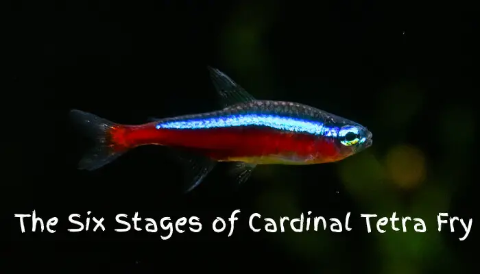 The Six Stages Of Cardinal Tetra Fry: A Guide
