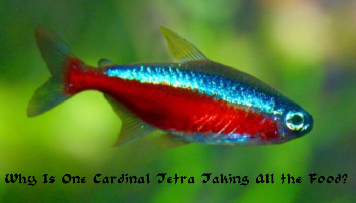 Why Is One Cardinal Tetra Taking All the Food?