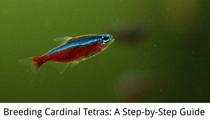 Breeding Cardinal Tetras: A Step-by-Step Guide