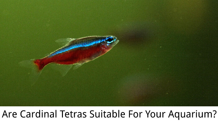 Are Cardinal Tetras Suitable For Your Aquarium?