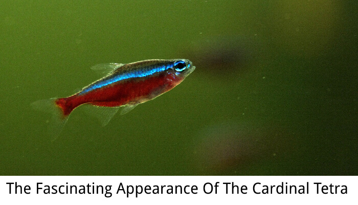 The Fascinating Appearance Of The Cardinal Tetra