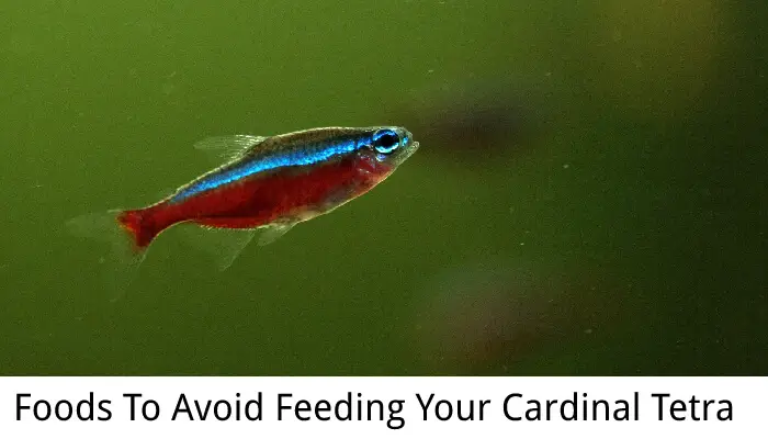 Foods To Avoid Feeding Your Cardinal Tetra