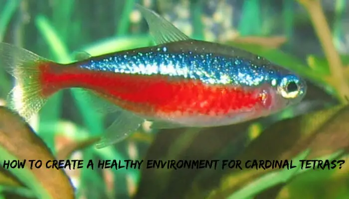 How To Create A Healthy Environment For Cardinal Tetras?