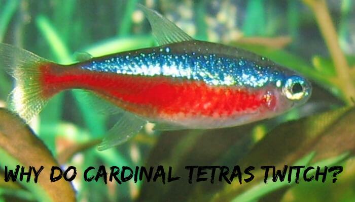 Why Do Cardinal Tetras Twitch?