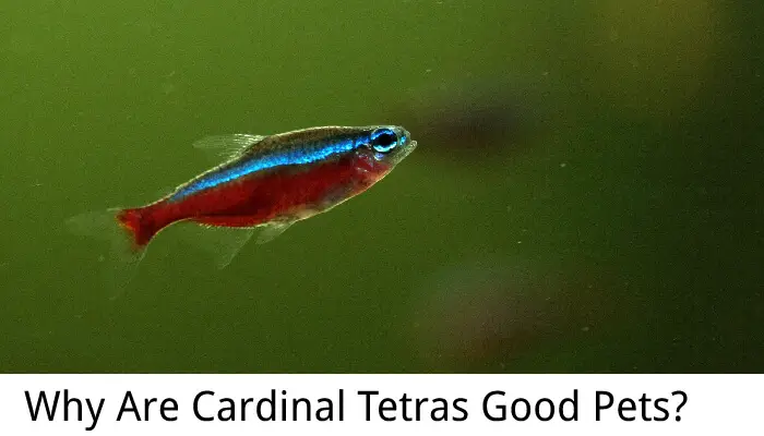 Why Are Cardinal Tetras Good Pets?