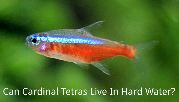 Can Cardinal Tetras Live In Hard Water?