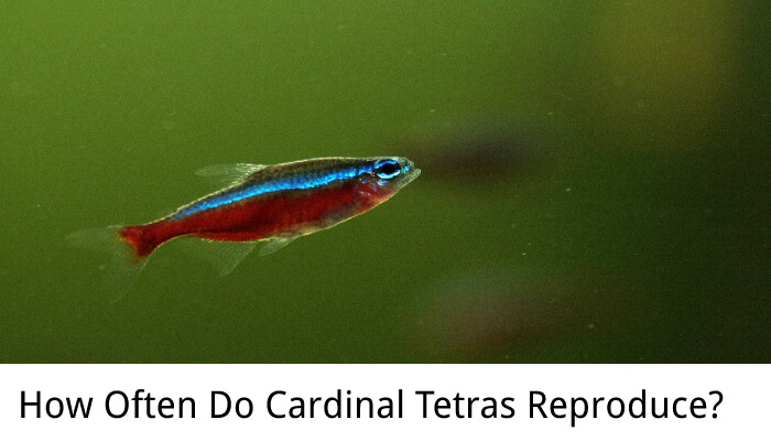 How Often Do Cardinal Tetras Reproduce?