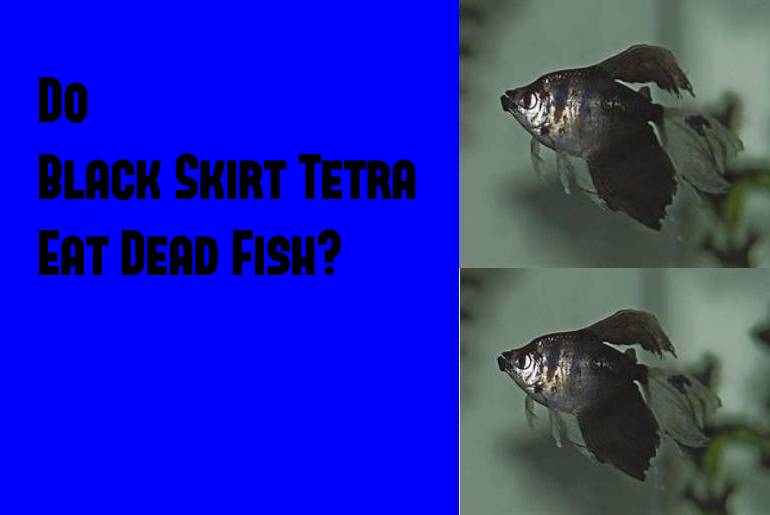 black skirt tetra eat dead fish
