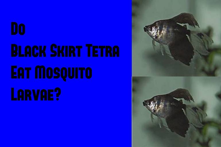 black skirt tetra eat mosquito larvae