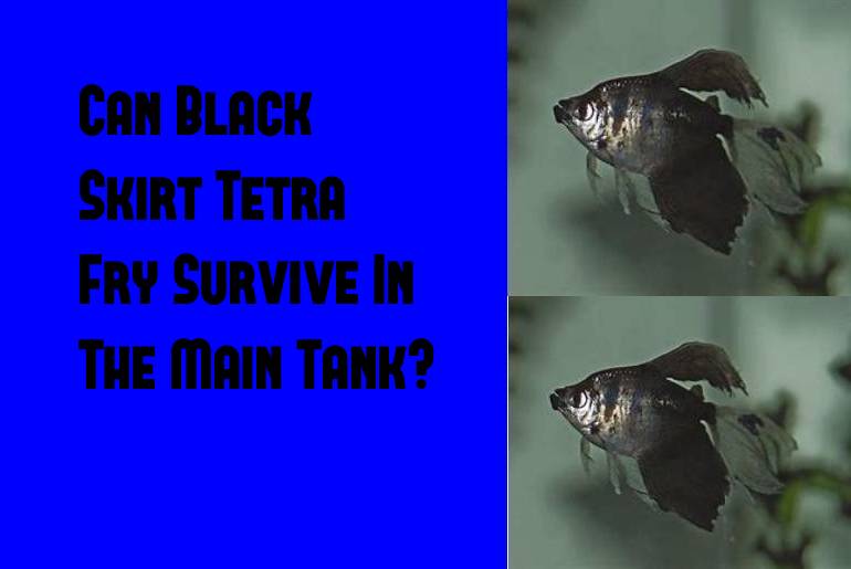 black skirt tetra fry