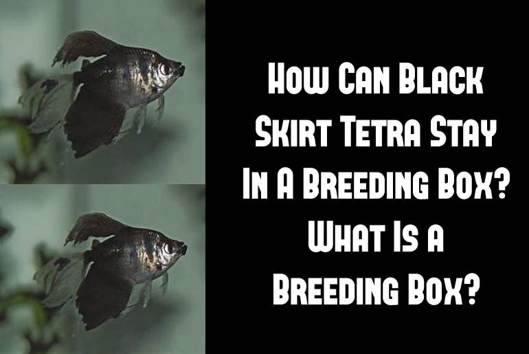 black skirt tetra in breeding box