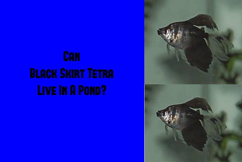 black skirt tetra live in a pond