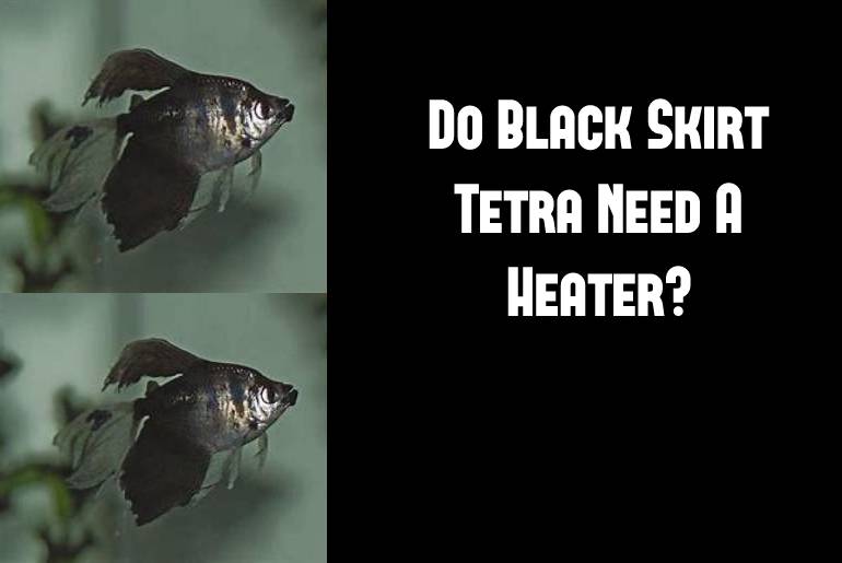 black skirt tetra need heater