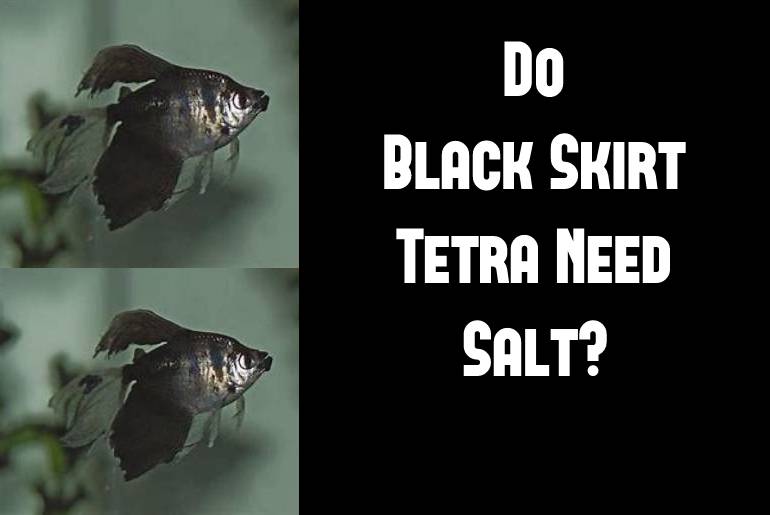 black skirt tetra need salt